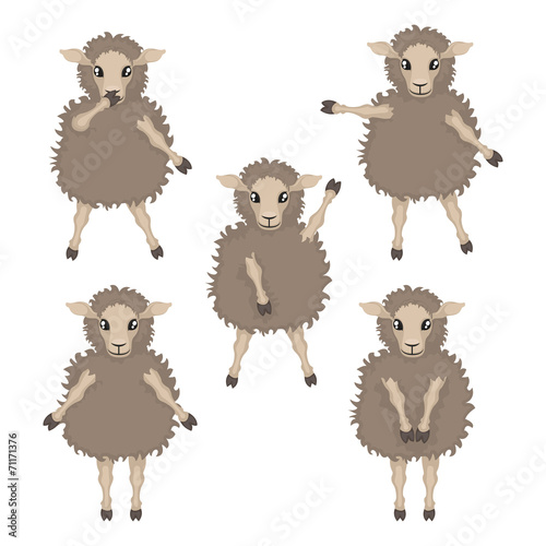 sheep in various poses