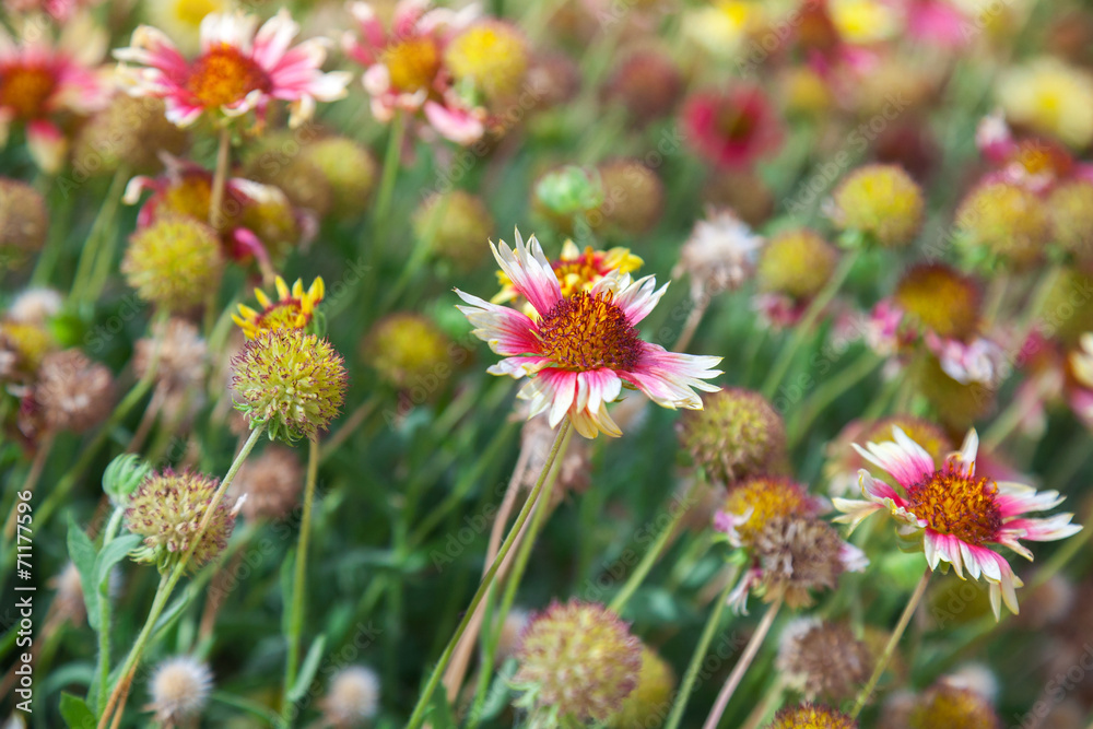 Helenium, Colorful wild flowers on the summer meadow Helenium, Colorful wild flowers on the summer meadow
