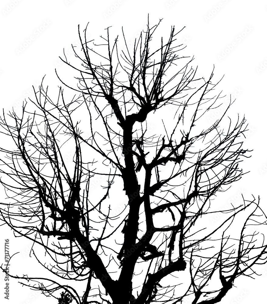 Silhouette Dead Tree on Isolated White Background
