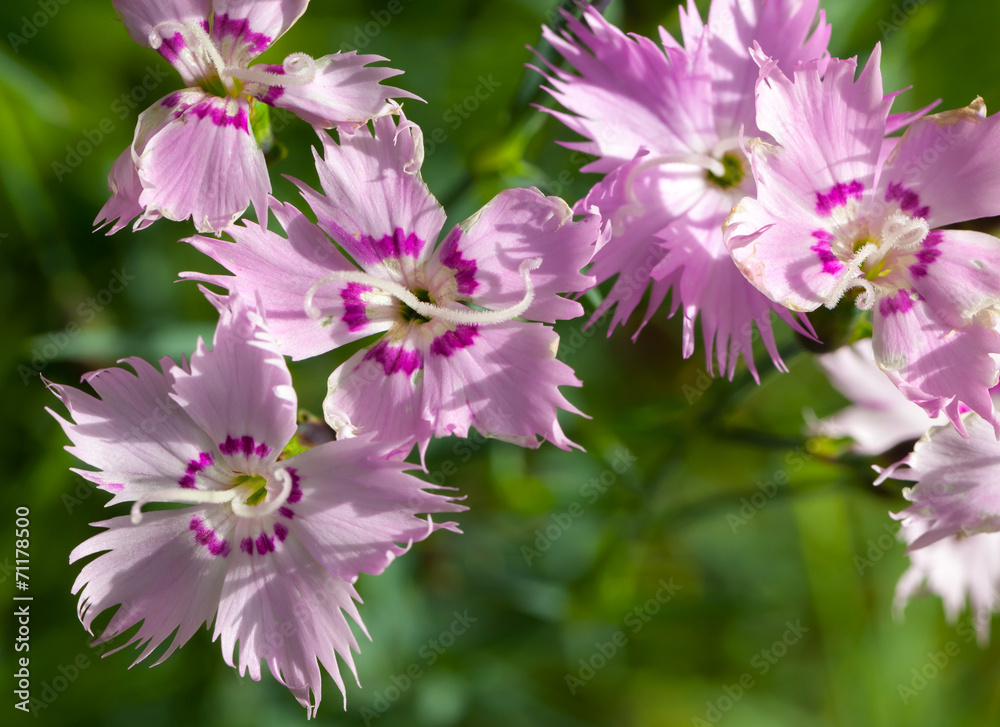 Wild carnation pink flowers. Macro photo with selective focus