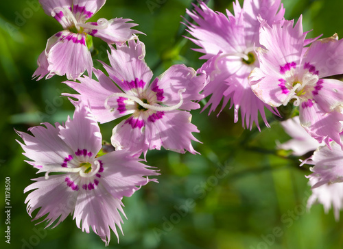 Wild carnation pink flowers. Macro photo with selective focus