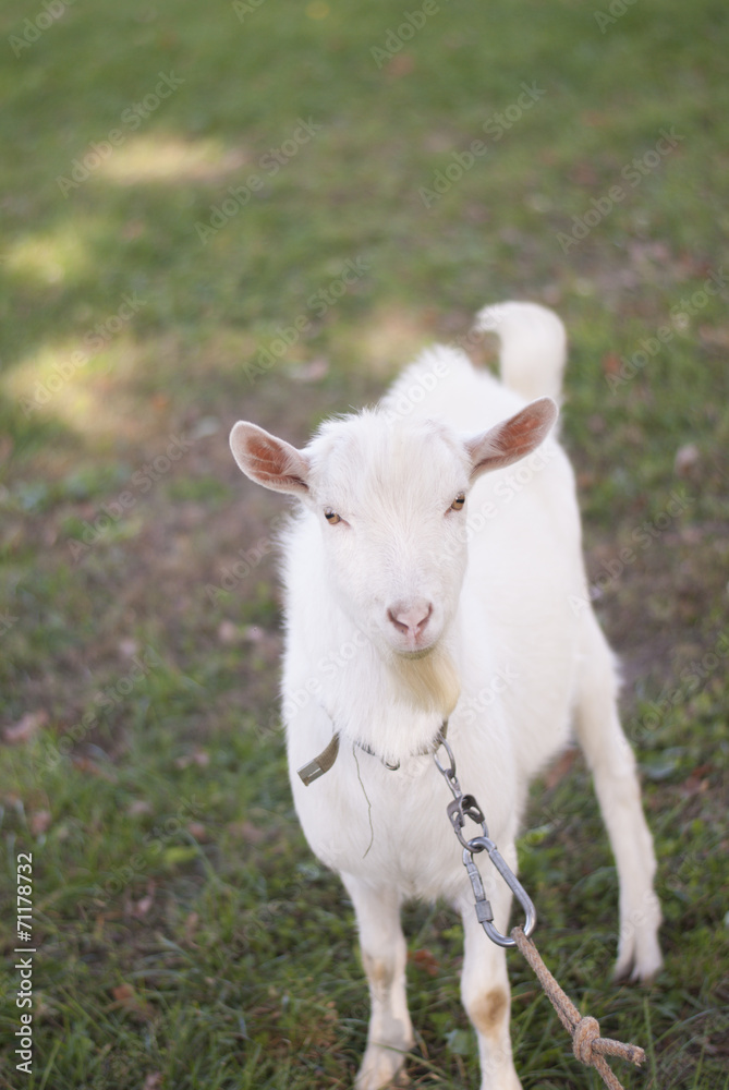 Obraz premium white goat on a leash
