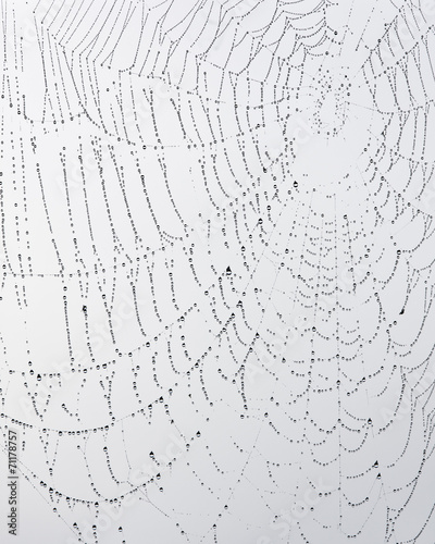 spider web with dewdrops against grey sky