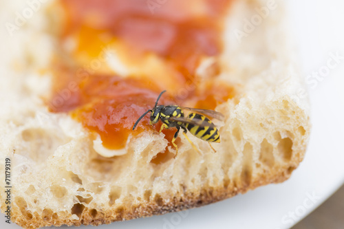 A wasp on a slice of bread and jam