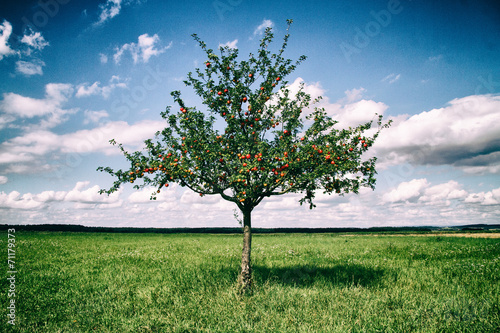 Fototapeta Naklejka Na Ścianę i Meble -  Apfelbaum