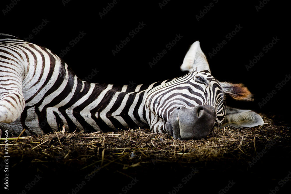 Zebra/African Zebra sleeping on field. - obrazy, fototapety, plakaty 