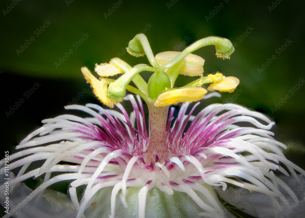 Obraz premium carpel