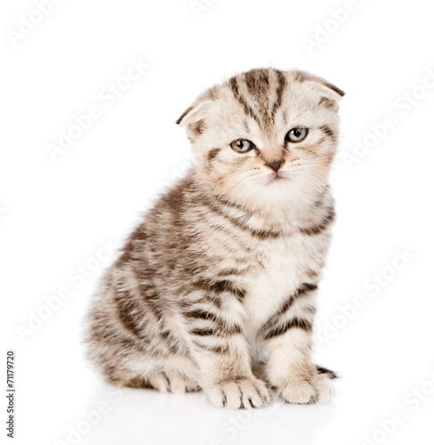 sad lop-eared Scottish kitten looking at camera. isolated on whi