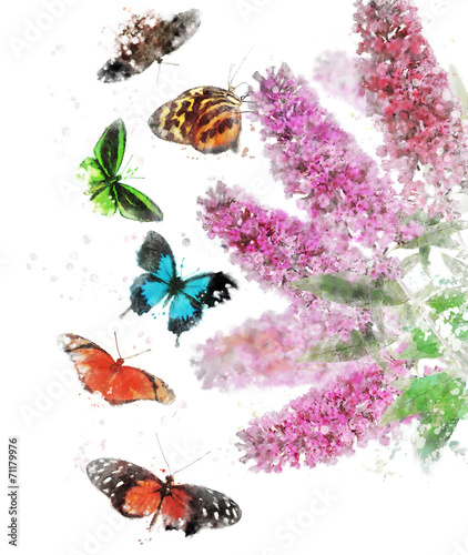 Fototapeta Watercolor Image Of Butterfly Bush