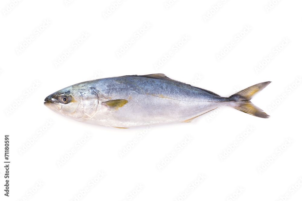 Fresh fish (hamachi fish) on white background.