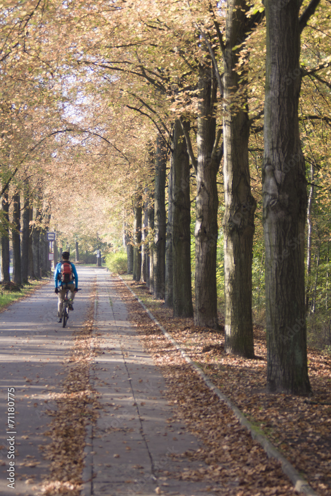 rowerzysta jadący lipową aleją, jesień w parku rowerzysta jadący lipową aleją, jesień w parku