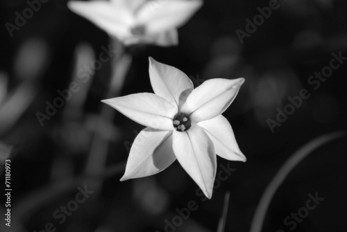 Closeup of a spring starflower #71180973
