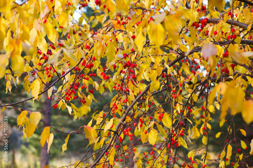 autumn winter nature background of naked trees trunks branches