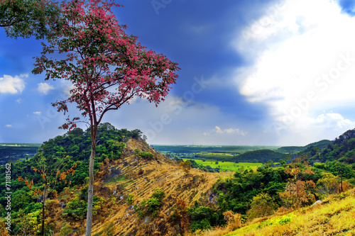 Tree on Khao Chom Hae Hill. photo