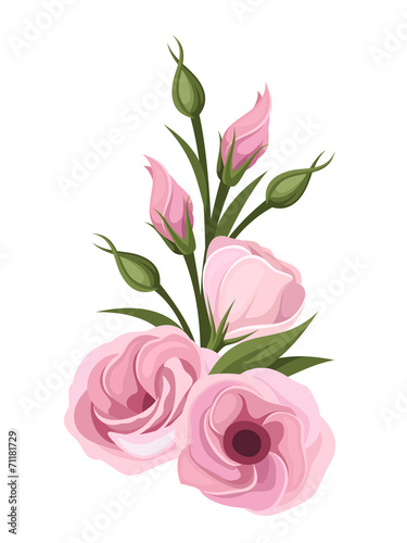 Pink lisianthus flowers. Vector illustration. photo