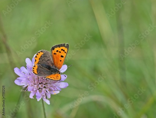 Kleiner Feuerfalter (Lycaena phlaeas) auf Tauben-Skabiose photo