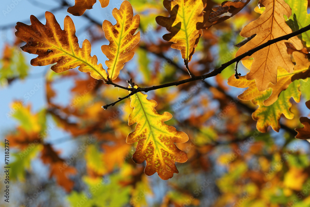 autumn leaves oak autumn leaves oak