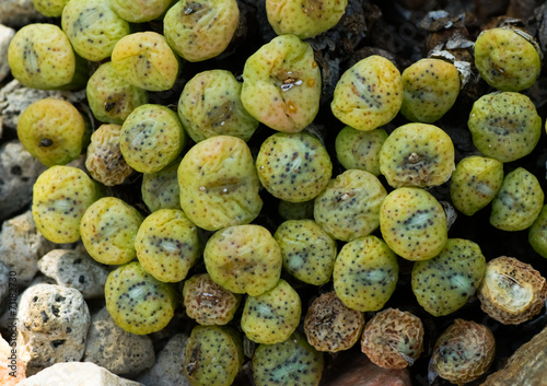 Картината върху платно Conophytum sp.