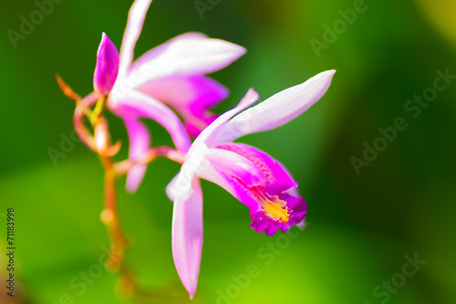 Bletilla formossa x striata, Orchidaceae
