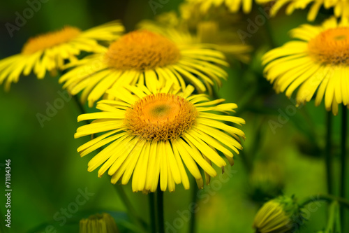 Inula britannica ssp. linariaefolia, Asteraceae