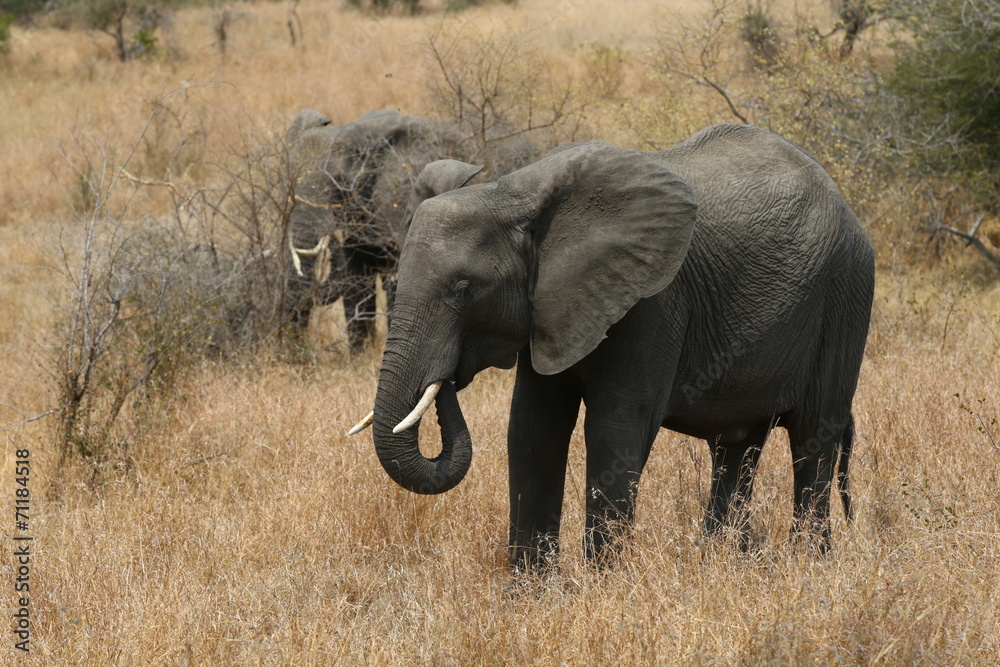 African Elephant