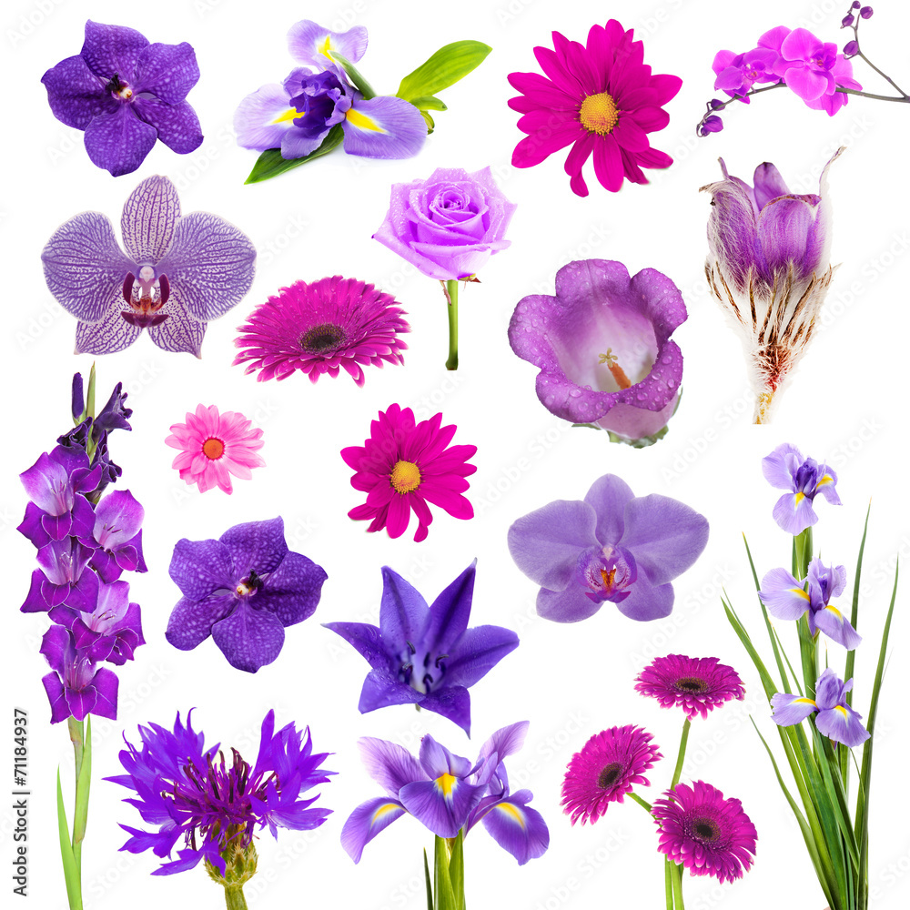 Naklejka premium Collage of beautiful purple flowers