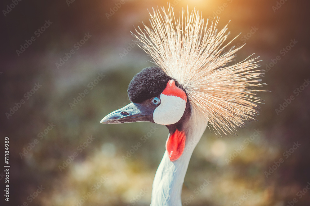 Fototapeta premium Close-up of a crowned crane
