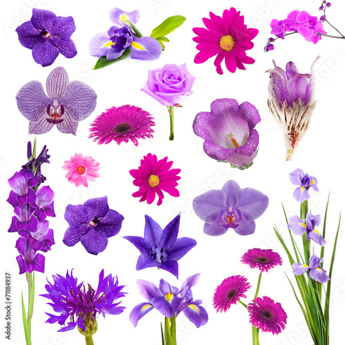 Collage of beautiful purple flowers