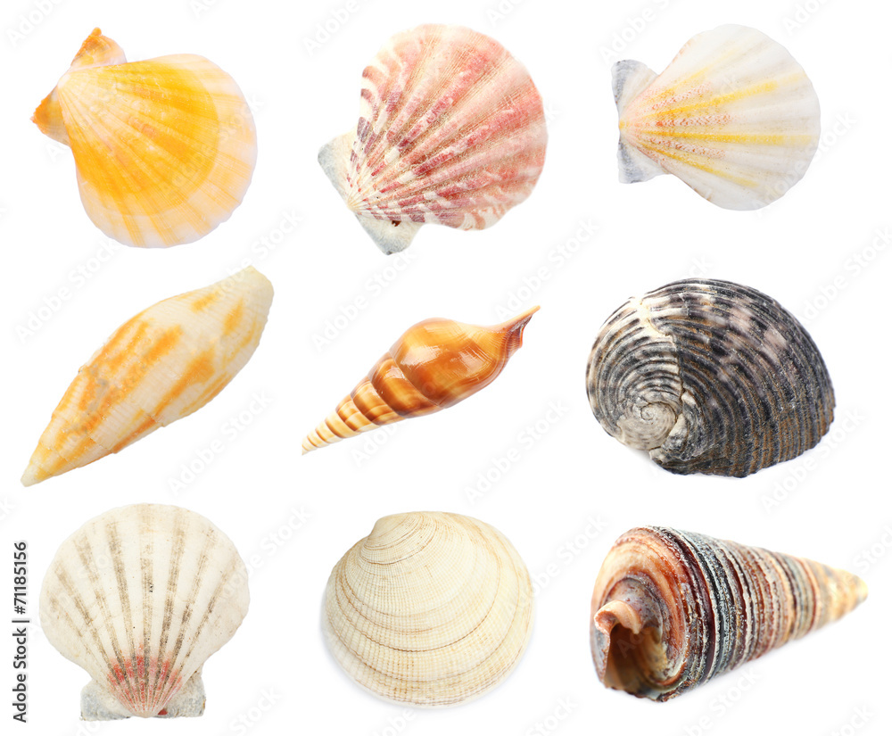Collage of shells isolated on white Collage of shells isolated on white