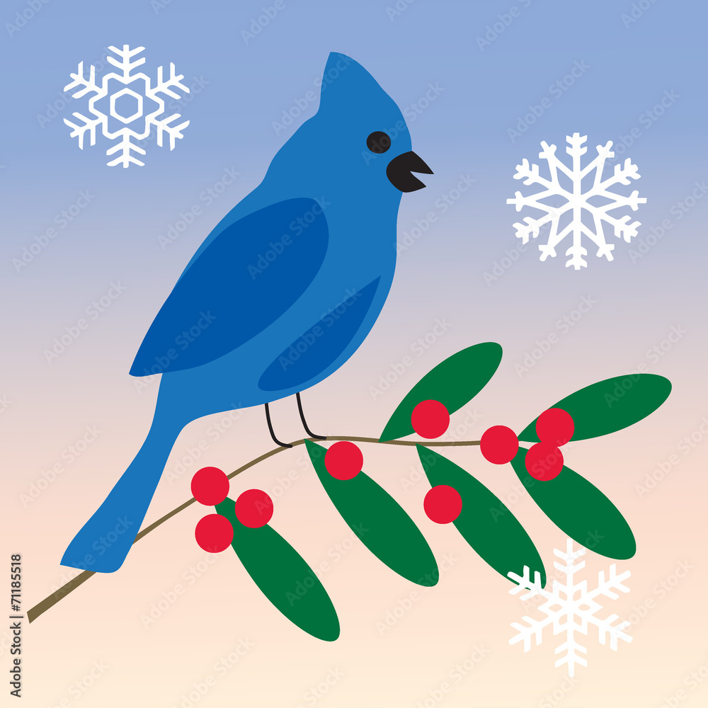 blue jay blue jay