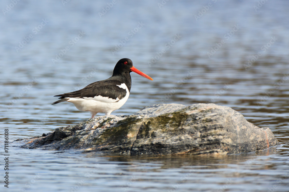 Haematopus ostralegus, Eurasian Oystercatcher Haematopus ostralegus, Eurasian Oystercatcher