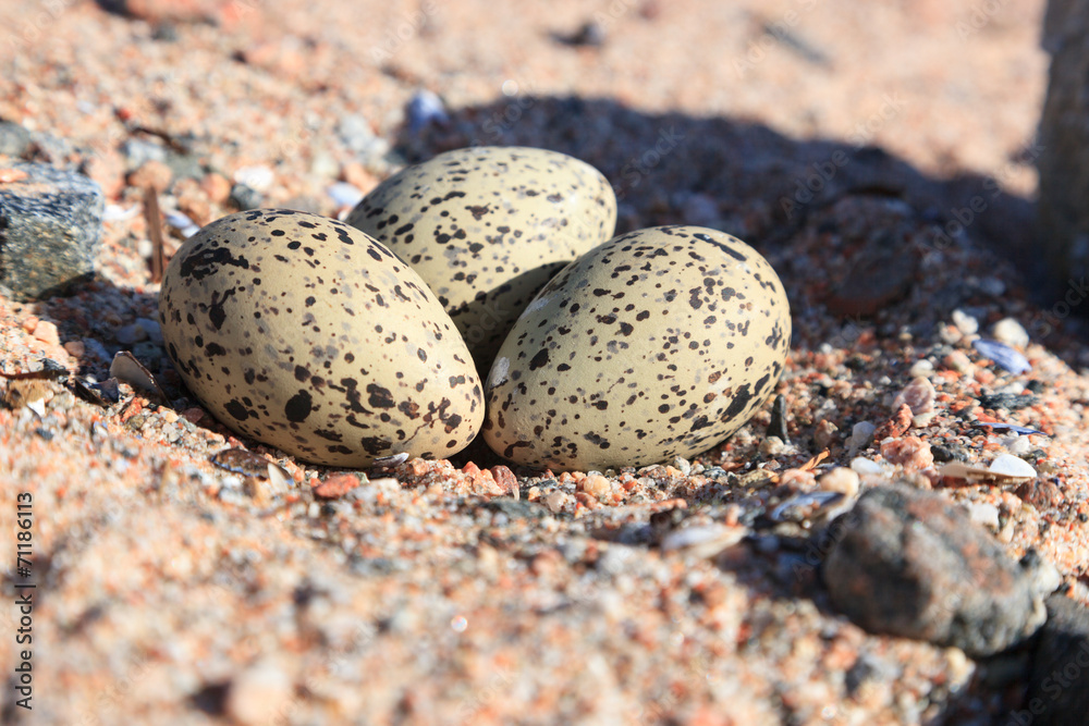 Haematopus ostralegus, Eurasian Oystercatcher. Eggs. Haematopus ostralegus, Eurasian Oystercatcher. Eggs.