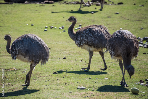 Ostrich Family, Looking after an egg.
