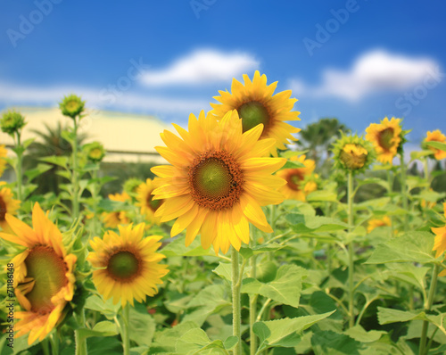 Flowers sunflower