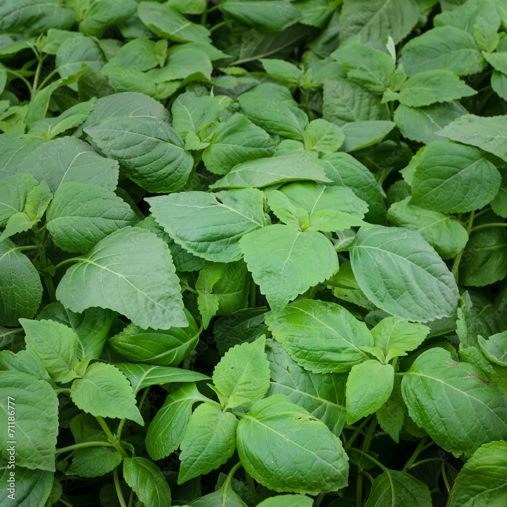 Ocimum gratissimum plant Ocimum gratissimum plant