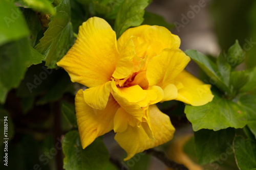 Big beautiful yellow flower