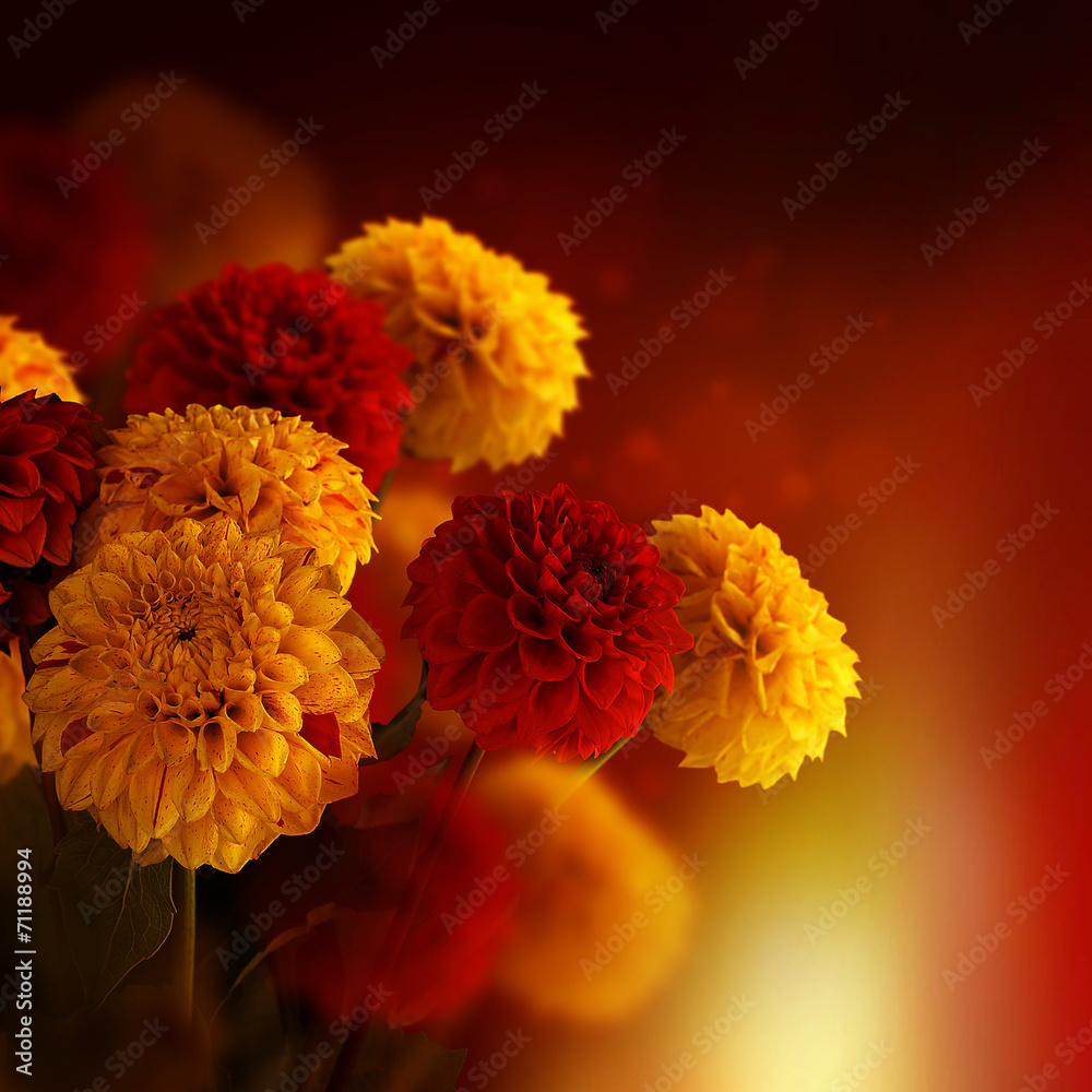 Colorful autumn chrysanthemums with flares, floral background - obrazy, fototapety, plakaty 