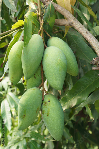 Green Mango fruit