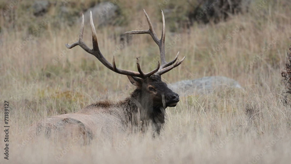 North American elk North American elk