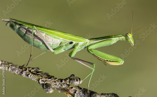 mantide religiosa photo