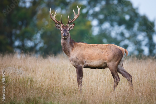 Red deer