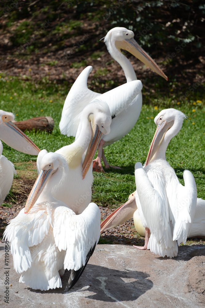 Huge Pelicans Close Up. Wildlife. Huge Pelicans Close Up. Wildlife.