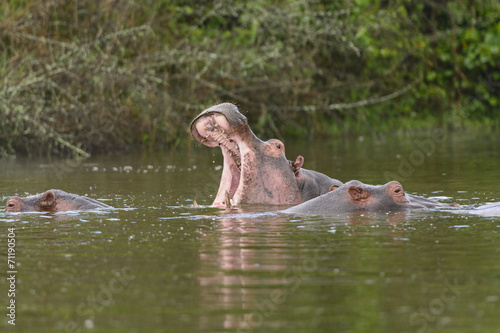 Hippo Yawn in an African Lake