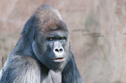 Gorilla looking