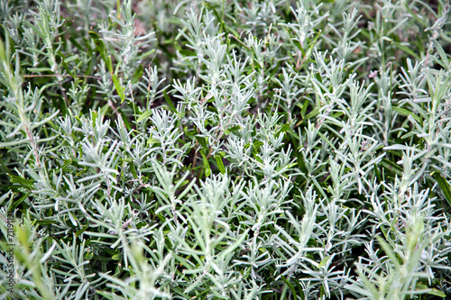 he field of lavender with not full-blown flowers