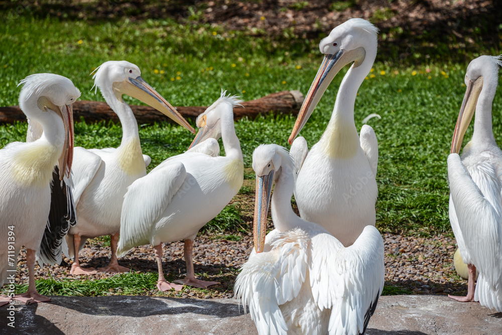 Huge Pelicans Close Up. Wildlife. Huge Pelicans Close Up. Wildlife.