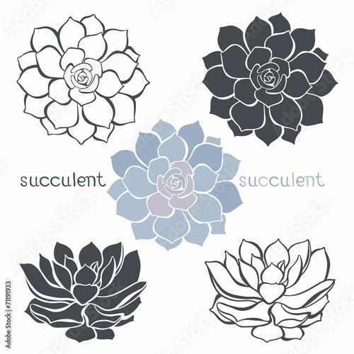 Graphic set with succulents  isolated on white background. Hand