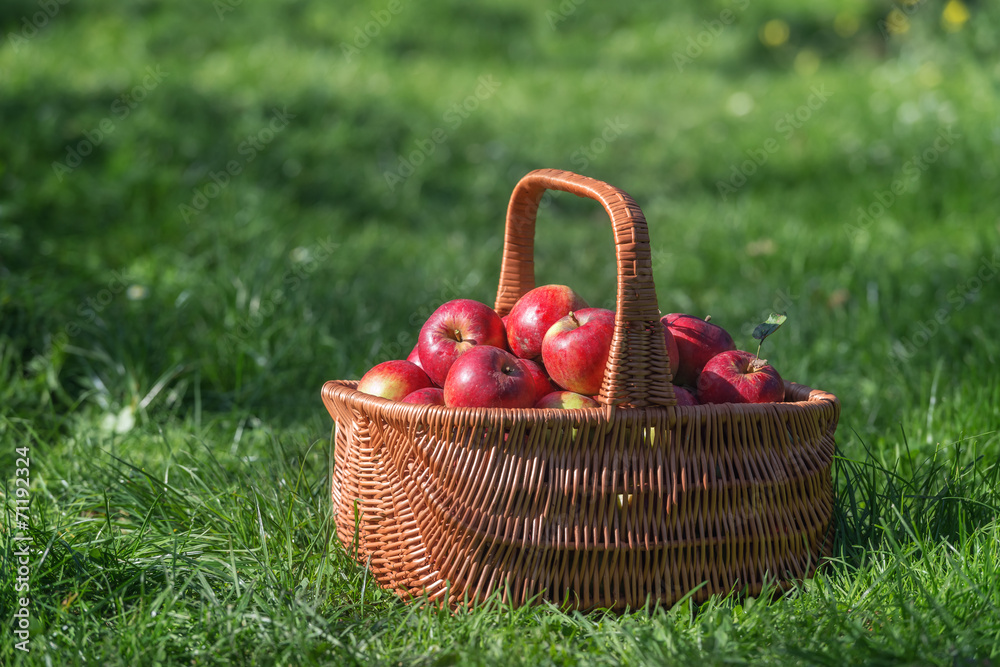 basket basket