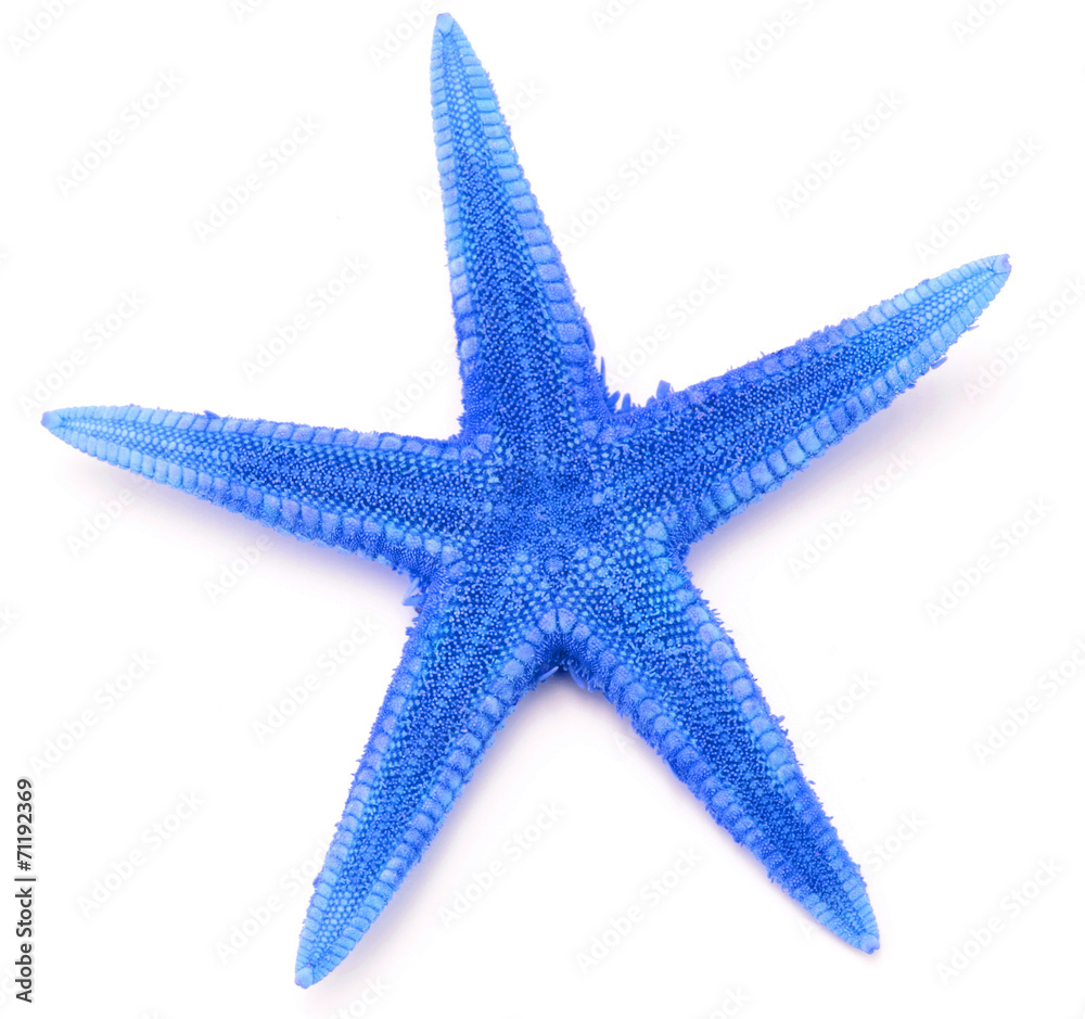 Blue seastar, isolated on white background. Blue seastar, isolated on white background.