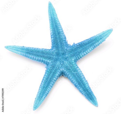 Light blue seastar, isolated on white background.
